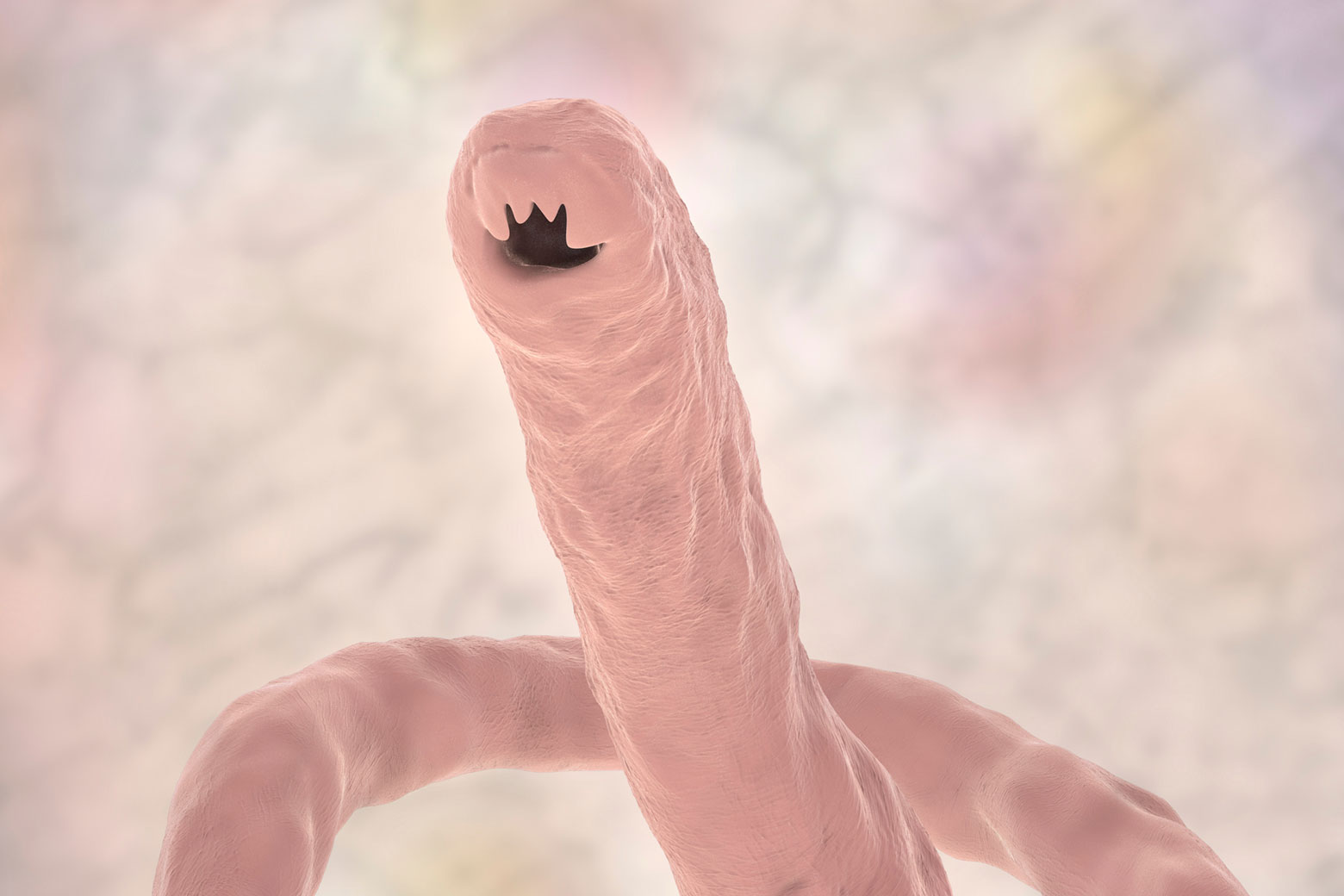 A hookworm.