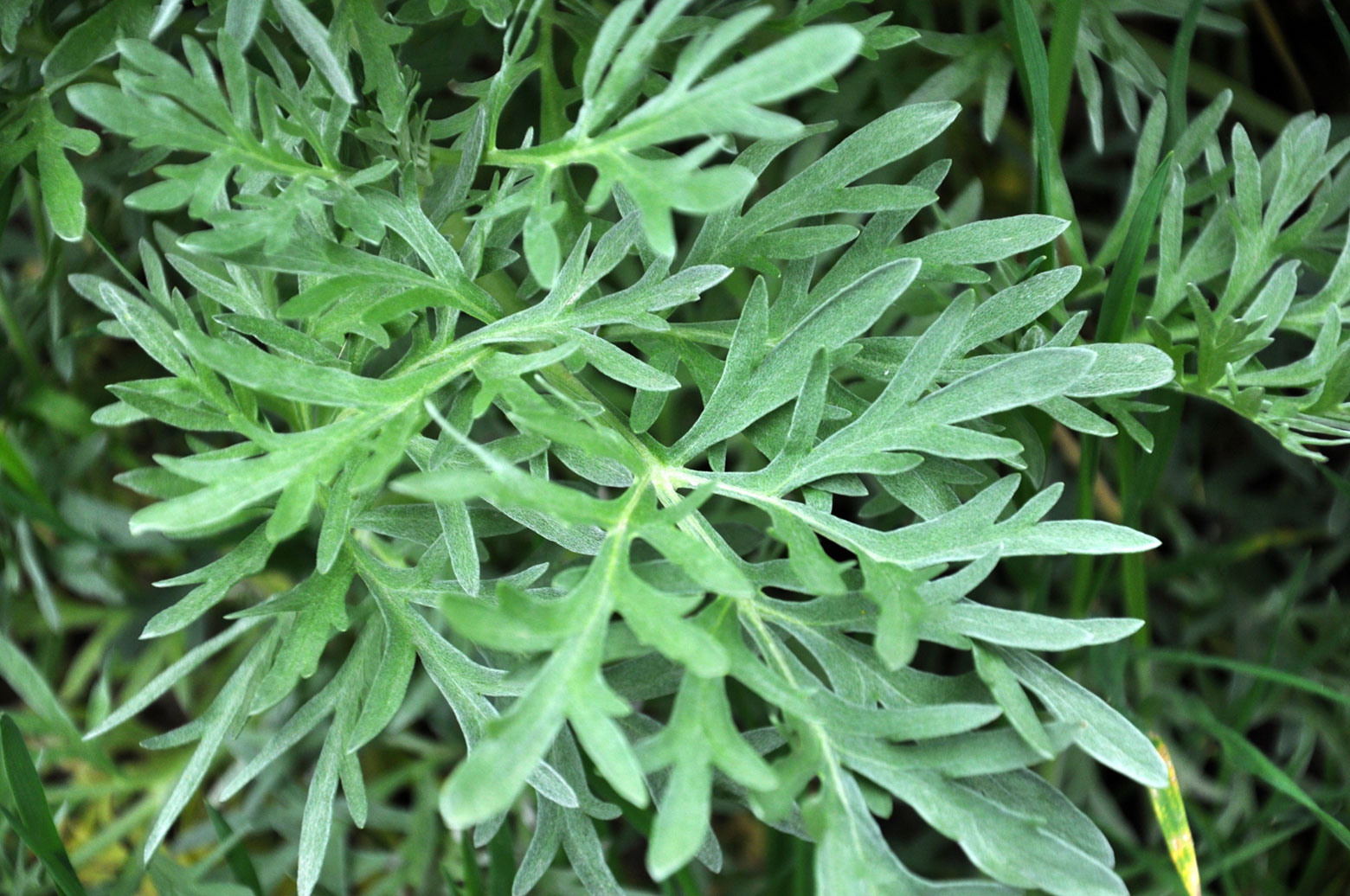 A wormwood bush.